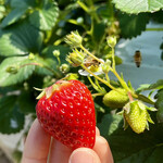 姫路ハートフル観光農園 - 