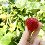 姫路ハートフル観光農園 - 