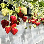 姫路ハートフル観光農園 - 