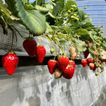 姫路ハートフル観光農園 - 