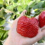 姫路ハートフル観光農園 - 