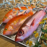 Asari111 - 食材（魚）