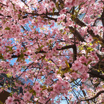 ル・コントワール・オクシタン - 代官山の河津桜