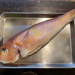 かもめ食堂 - 赤アマダイ