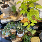 シオカフェ ルジェ - 