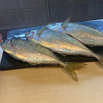 成生 - 美しいアジ