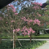 ジョバーノ - 春爛漫♪