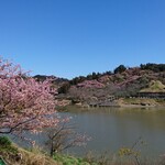 ビーチサイド温泉リゾート ゆうみ - 佐久間ダム頼朝桜