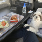 洋食の赤ちゃん - チキンカツ弁当と愛犬、車中で…！！