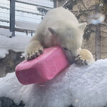 鮨みなと - 北極熊の子供は無邪気に遊んでます