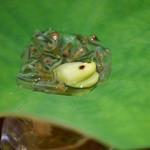 神保町 傳 - 【2013.7.1】じゅんさいとカエルさん