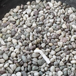 カレー風味 すずき - 