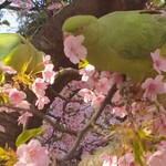 Kaisento Kamameshino Omise Uoyoshi - 貪欲に河津桜の蜜を吸いまくる鳥ちゃん達〜警告に桜の花や枝を取るのは禁止と書いてあるが、鳥はいいんだね…（苦笑）