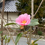 Sobakiri Ishigaki - 外観4 店舗前に控えめに咲く一輪、桃色ツバキ