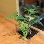 貴ぶ - カウンターの盆栽