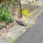 Yamaguchi Okonomiya - 途中でウリ坊が亡くなってました・・・