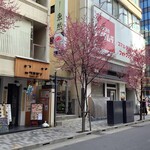 炉端焼き 鷹島本まぐろ 魚然 - 桜観に来てください。