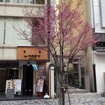 Robatayakitakashimahommagurouozen - 早咲き桜も満開です。