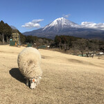 まかいの牧場 - 富士山に近い牧場♬