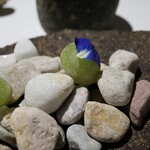 ラ・ヴァガボンド - 