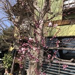 Shirakawa - 桜が歓迎してくれる