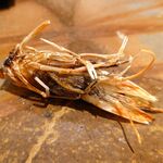 元 - 車海老頭 2023年3月