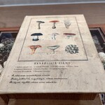 ラチュレ - きのこ図鑑の中には？