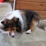 レストラン 木曜館 - 看板犬のペッパー君。