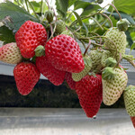 姫路ハートフル観光農園 - 