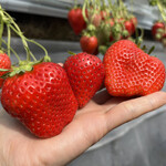 姫路ハートフル観光農園 - 