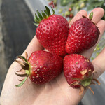 姫路ハートフル観光農園 - 