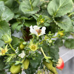 姫路ハートフル観光農園 - 