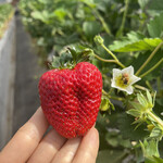 姫路ハートフル観光農園 - 