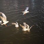 鮨 尚充 - 餌に飛びつくゆりかもめ