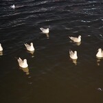 鮨 尚充 - ゆりかもめが寄ってくる