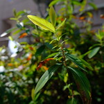 志な乃 - 今日もgreenが映える !