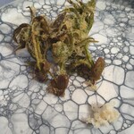 プレゼンテ スギ - 〜海と大地〜　ハコベの天ぷらとイカの美味いやつ　大根は自生大根でカライ！