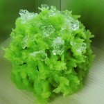 嘯月 - きんとん