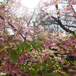 BOSQUE - 満開の河津桜