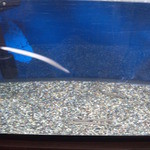 うなぎ亭 友栄 - 