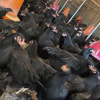 鹿児島NSファーム「黒さつま鶏黒王」