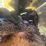 人類みな麺類 - 