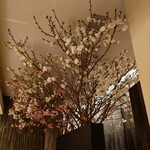 鮨 なんば - たしか紅彼岸桜と思われる