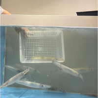 鮨 からす 十三店 - 