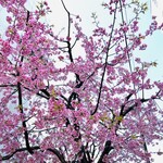 Le Monde Gourmand - 見頃の桜が綺麗でした