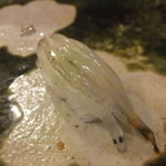 鮨おおね田 - 2013/07　八雲産白魚