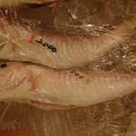 恩納つばき - 甘鯛