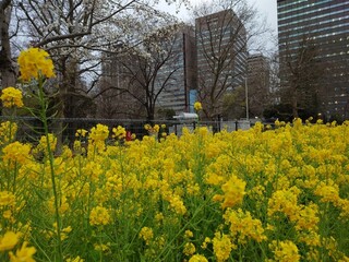 Tachinomisambun - 菜の花＠日比谷公園