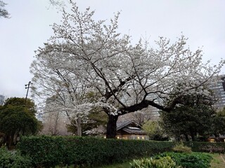 Tachinomisambun - 染井吉野＠日比谷公園