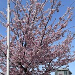 川井屋本店 - オオカンザクラの並木道